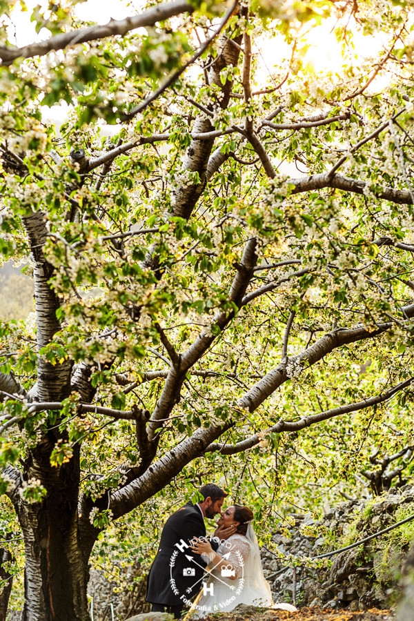 posboda - cerezo - flor - maribel - miguel -angel 13