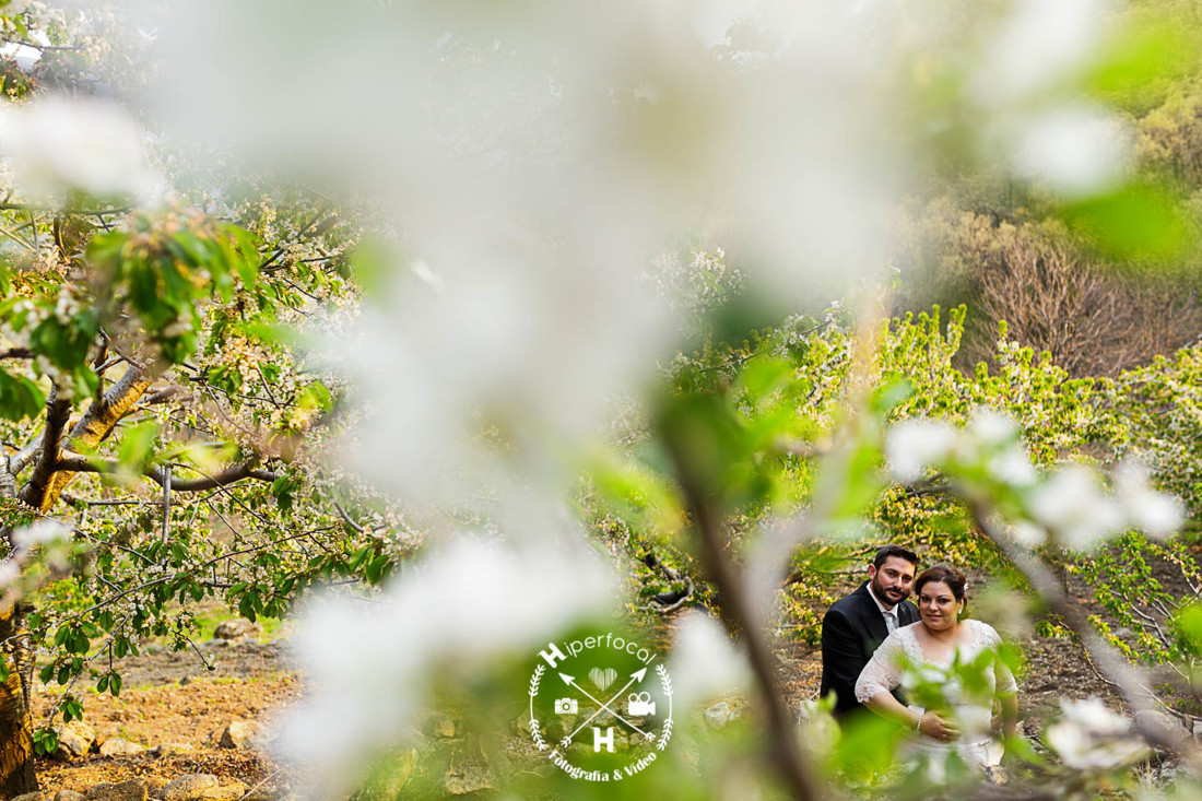 posboda - cerezo - flor - maribel - miguel -angel 06