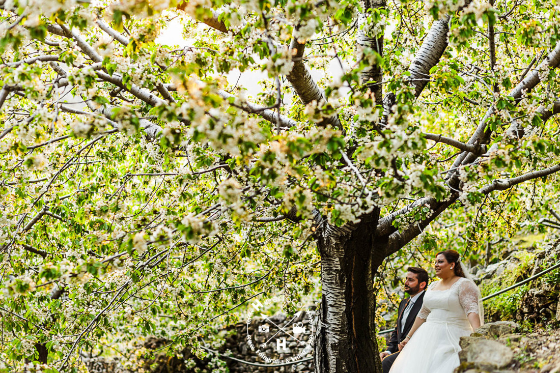 posboda - cerezo - flor - maribel - miguel -angel 10