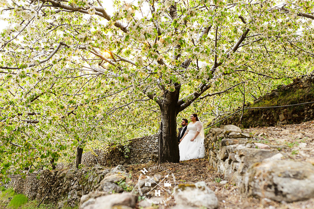 posboda - cerezo - flor - maribel - miguel -angel 11